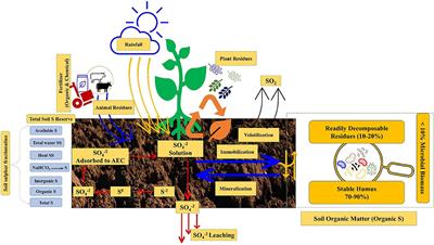 Long-term nutrient management in an intensive rice-wheat cropping system improves the quantities, qualities, and availability of soil sulfur